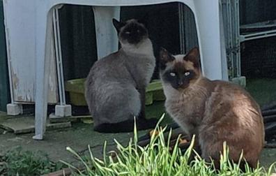 Dos gatos captados en una de las huertas de Mutilva