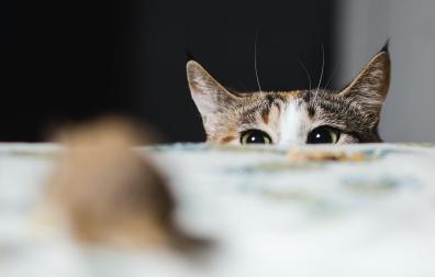 Gato