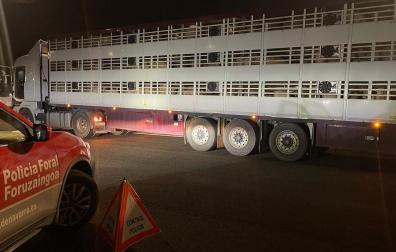 El conductor del camión que transportaba cerdos dio positivo en drogas