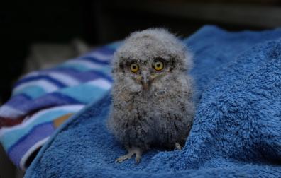 Imagen de un autillo recogido en el Centro de Recupeeración de Fauna de Ilundáin en una campaña anterior.
