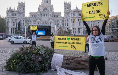Greenpeace y el colectivo vecinal No a la tala ha "regalado" al alcalde de Madrid, José Luis Martínez-Almeida, un ramo de boda de cuatro metros confeccionado con ramas y troncos de árboles talados por el ayuntamiento para simbolizar su "compromiso con la desaparición de los árboles de la ciudad"