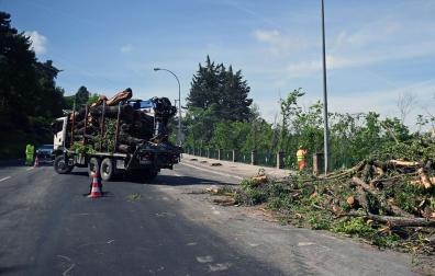 Operarios contratados por el Ayuntamiento de Pamplona han llevado a cabo este domingo la tala de algunos de los árboles afectados por las obras del carril bici de la cuesta de Beloso. El pasado mes de marzo comenzaron unos trabajos que van a suponer la tala de 101 de los ejemplares de alcorque que se ubican en la acera. Tan solo 17 van a ser trasplantados.