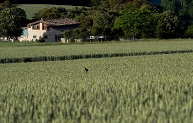 Campo de trigo en Labeaga