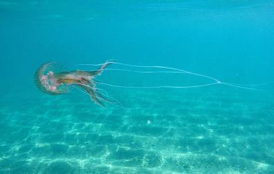 La aplicación MedusApp, que permite a los ciudadanos reportar avistamientos de medusas en tiempo real a través de su teléfono móvil, ha permitido conocer las especies más comunes a lo largo de la costa mediterránea