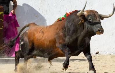 ‘Ciclista’, el toro de Cebada Gago exhibido en la plaza de toros de Tresjuncos (Cuenca)