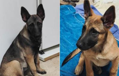 Imágenes de los dos cachorros encontrados en Puente la Reina