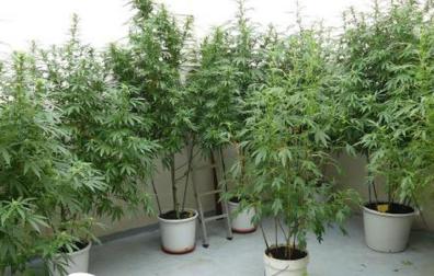 Plantas de marihuana en estado de floración