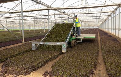 Imágenes de la empresa navarra Florette, el proceso de la lechuga desde el invernadero hasta el supermercado