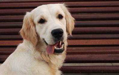 A: CEDIDA
F: 19-10-09
T:PASAPORTE CANINO
SUPLEMENTO TU MASCOTA
