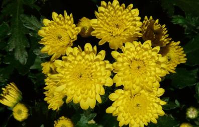 Crisantemo amarillo de jardín