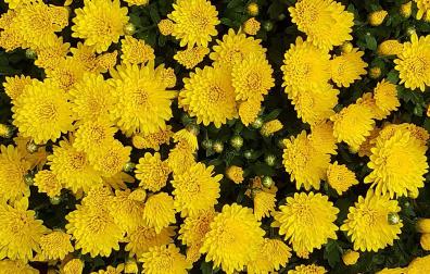 Crisantemo amarillo