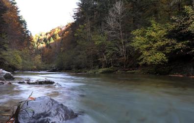 Fotos de la llegada del otoño en la Selva de Irati.