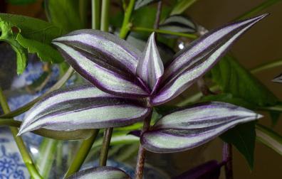 Colores metalizados en la Tradescantia