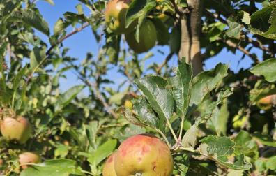 Un racimo de manzanas en un árbol dañadas por el pedrisco