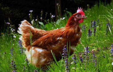 La moda de tener gallinas se extiende también a los centros escolares
