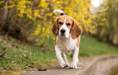 Si tienes dudas sobre qué vacunas necesita tu mascota, consulta siempre con un veterinario