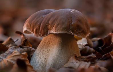 Boletus Ultzama (finalista 'Del origen a la mesa' del Concurso Conocer Navarra 2025)