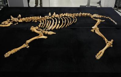 Imagen del esqueleto de bisonte de hace 4.000 años hallado en Urbasa