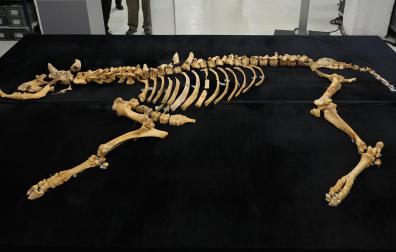 Imagen del esqueleto de bisonte de hace 4.000 años hallado en Urbasa