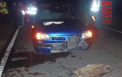 Los atropellos a animales, primera causa de accidentes en la Ribera