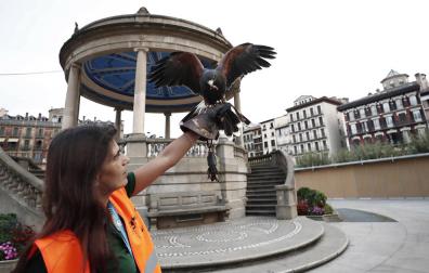 Suelta de dos águilas y dos halcones en la Plaza del Castillo
