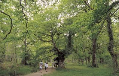 El Bosque de Orgi, un tesoro escondido entre senderos