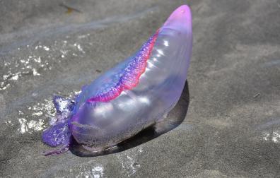 La carabela portuguesa ha sido vista en las playas del norte de la Península