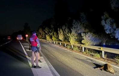 Un policía foral, junto a uno de los jabalís atropellados