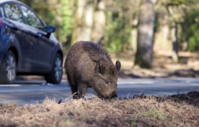 La mayoría de los accidentes con animales en carretera se producen contra jabalíes.