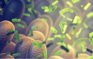 El microbioma intestinal establece comunicación con las células a través de metabolitos que interaccionan con receptores en el intestino (humanos y bacterianos) para mediar procesos biológicos