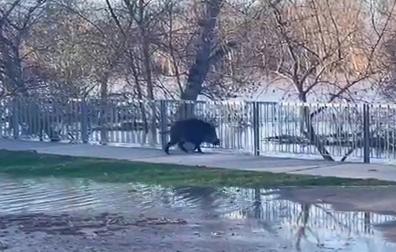 Vídeo con un jabalí desorientado por el Paseo del Prado de Tudela