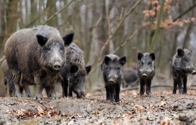 Una familia de jabalíes