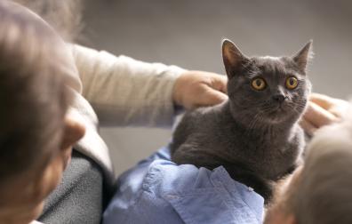 Acariciar a un gato, escuchar su ronroneo o simplemente disfrutar de su compañía ayuda a relajarse, disminuye la ansiedad y mejora el estado de ánimo