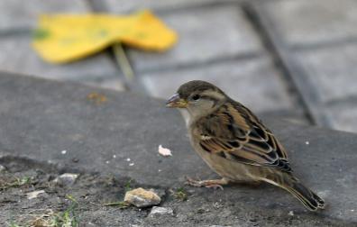 La desaparición del gorrión supone una señal de alarma para la calidad de vida en las ciudades