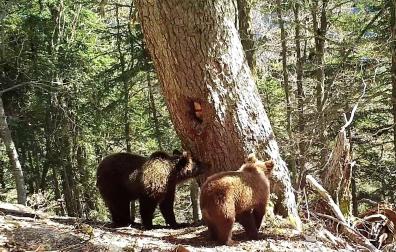 Los hermanos ‘Rey’ (el oso de la izquierda, más oscuro) y ‘Arriu’ (la osa de la derecha, más clara), nacidos en 2023, hijos de ‘Sorita’ y ‘Rodri’, fotografiados en el Pirineo francés próximo a la muga con Navarra en abril de 2024.