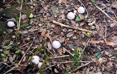 Ejemplares pequeños de perretxikos que es mejor no cortar para favorecer que se mantengan los setales.