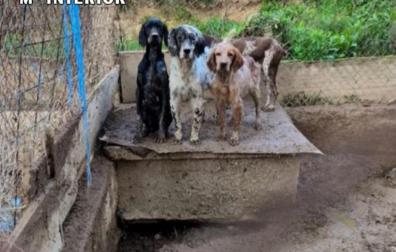 Fotos de los perros rescatados en Lodosa en condiciones higiénico sanitarias deplorables