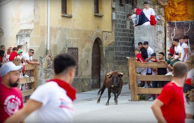 Suelta de vacas en la plaza del Mercado durante las fiestas de Aoiz de 2024