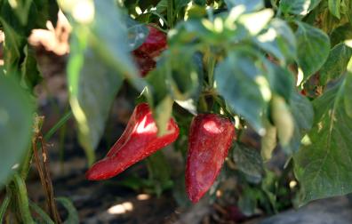 Lodosa celebró este sábado, 4 de octubre, el XV capítulo de exaltación del pimiento del piquillo /