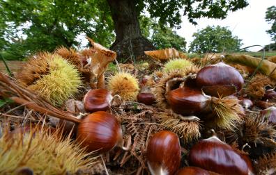 En Navarra hay diversos bosques en los que encontrar ricas castañas, un buen plan en otoño