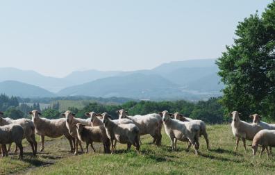 Las más de 1.600 ovejas del rebaño propio de Postres Ultzama pastan en las campas del valle, alimentándose en un entorno natural privilegiado