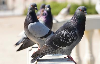 Palomas