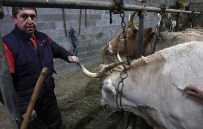 Joxan Igoa Etxebeste facilita la vacunación de uno de sus ejemplares, de nombre 'Txuri', una vaca de raza pirenaica de 800 kilos de peso.