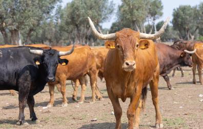 Vacas bravas
