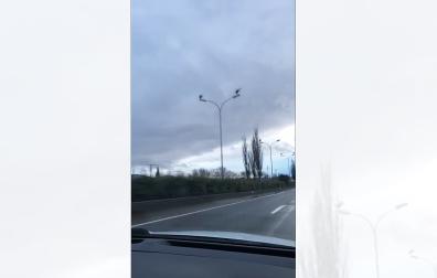 Este domingo 26 de enero se vieron varios ejemplares posados sobre las farolas de la ronda PA-30. Coincide con el regreso al norte tras pasar el invierno en tierras más cálidas.