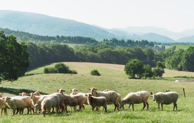Las más de 1.600 ovejas de Postres Ultzama pastan en libertad en las campas del Valle de Ultzama y Lantz