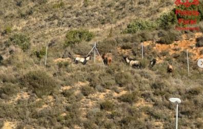 Imagen de las cabras asilvetradas en Liédena