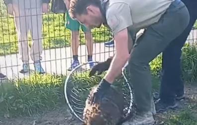 Localizan a un castor herido en un pipicán de Pamplona