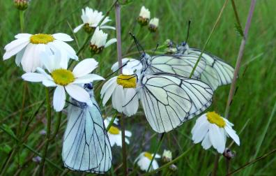 Varios ejemplares de Blanca del Majuelo, Aporia crataegi, se preparan para dormir al atardecer.