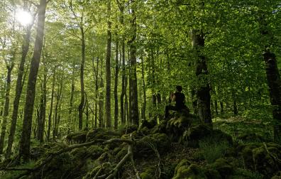 *La primavera, en un bosque de hayas en Urbasa.